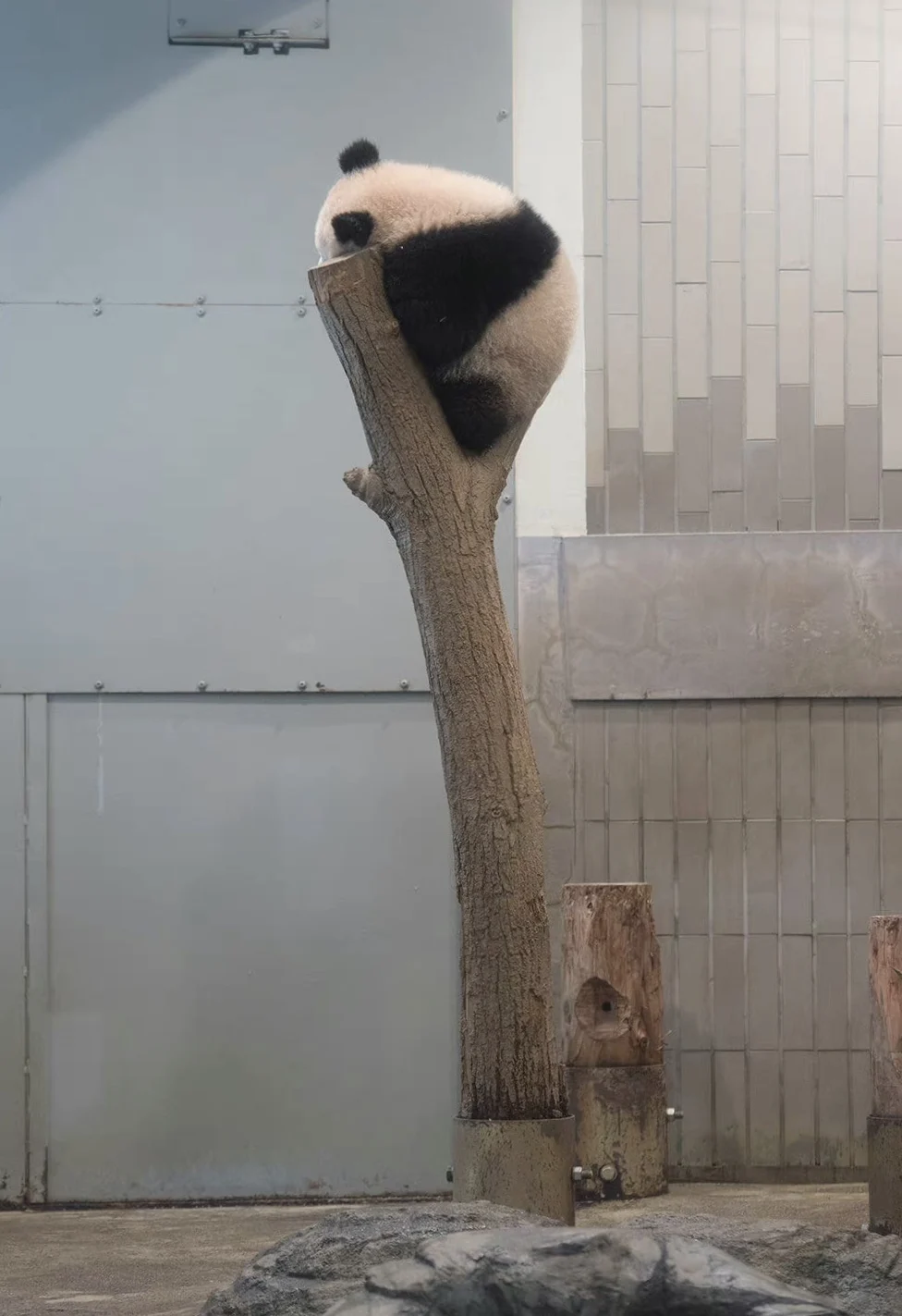 Originalus Animal Planet Aciton Paveikslas Mielas Kawaii Imituojamas Panda Laipiojimo Medžio Būtybių Dervos Modeliai Žaislai Anime Dekoro Dovana Nuotrauka 1